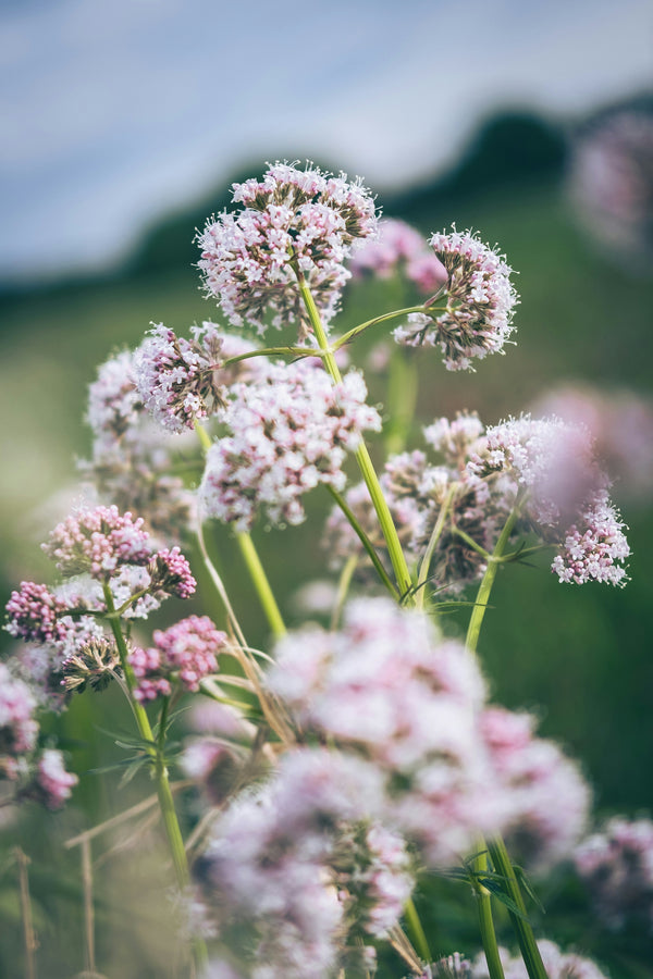 Valerian Root Extract